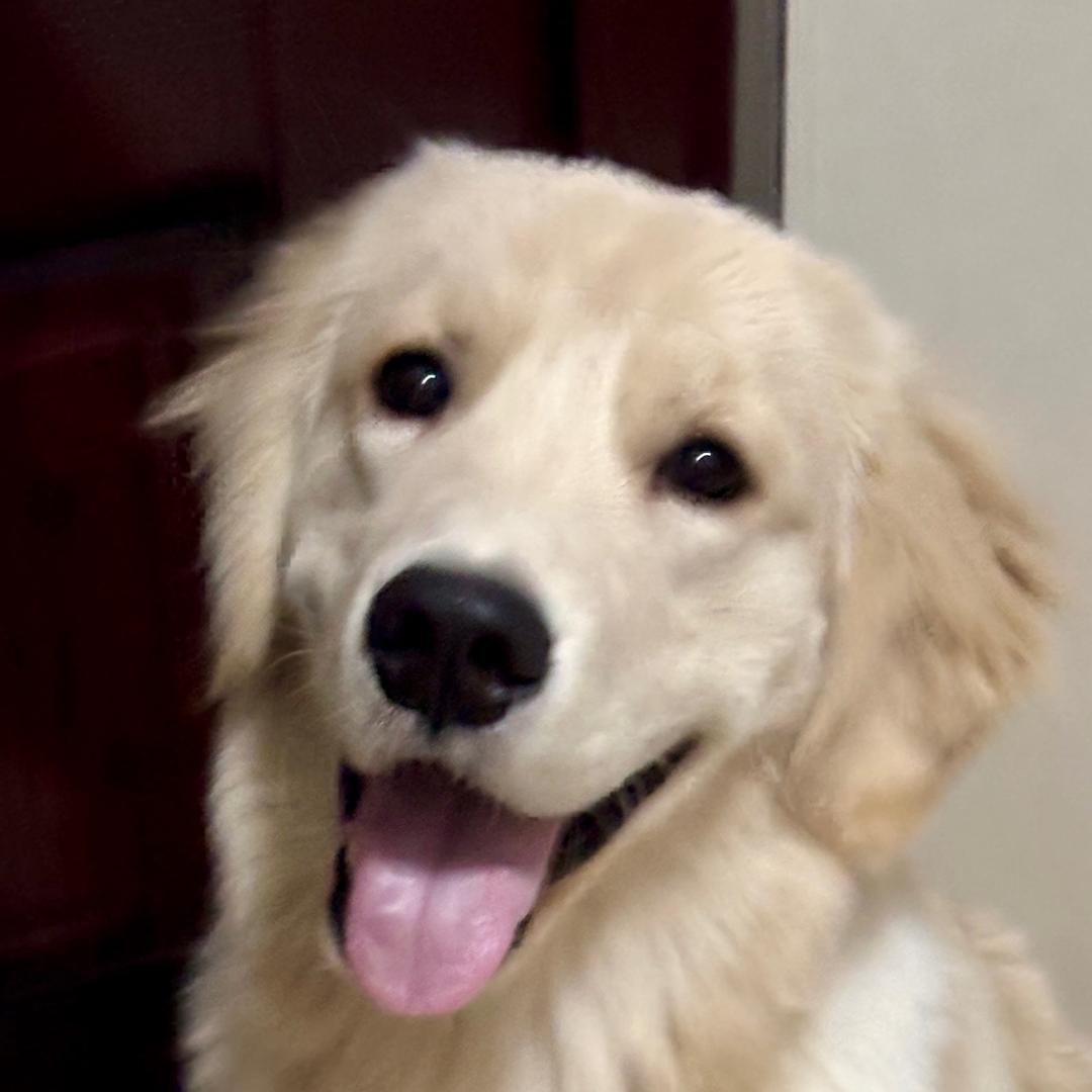 lucky是只金毛呀