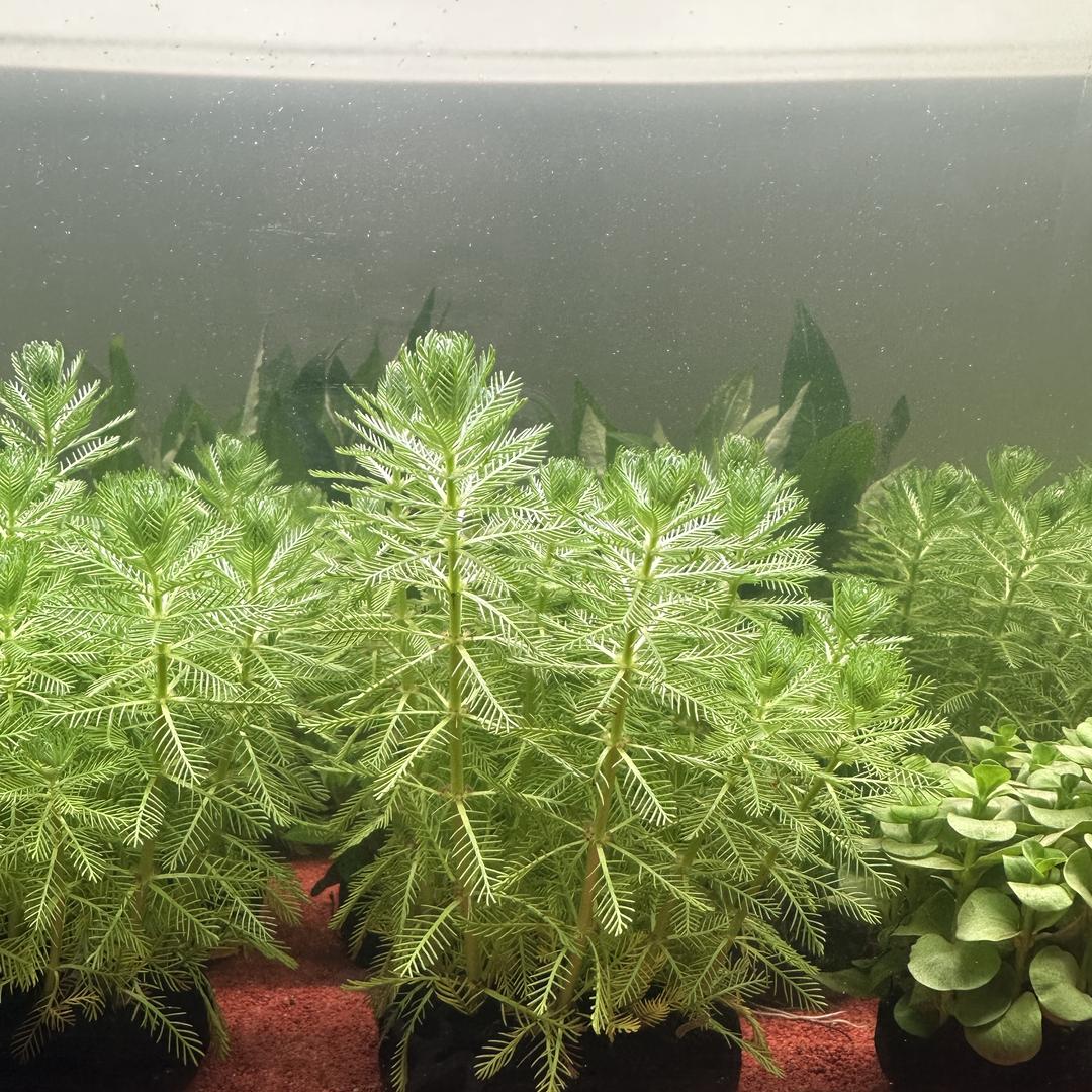 希悦水草超市