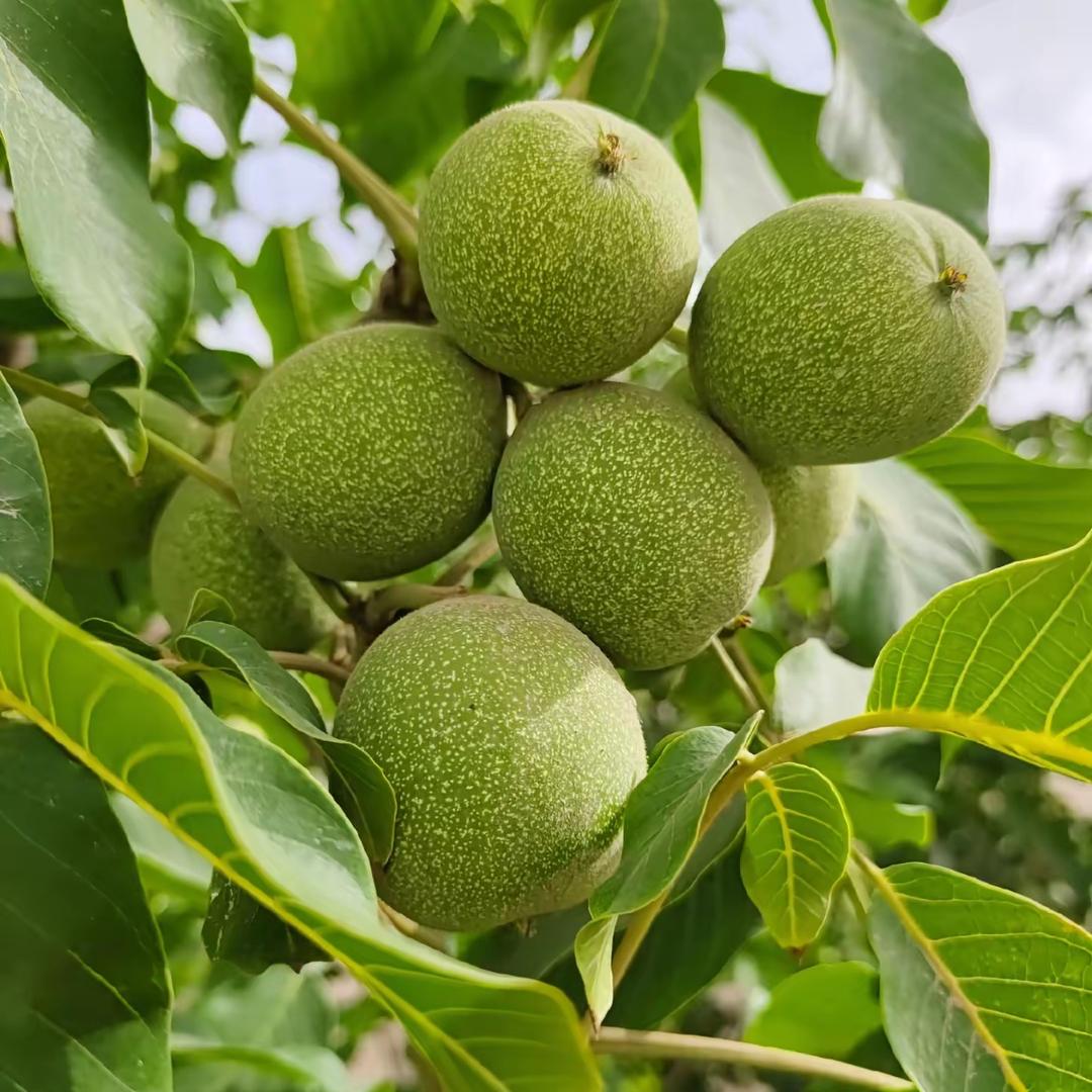 大铭青皮