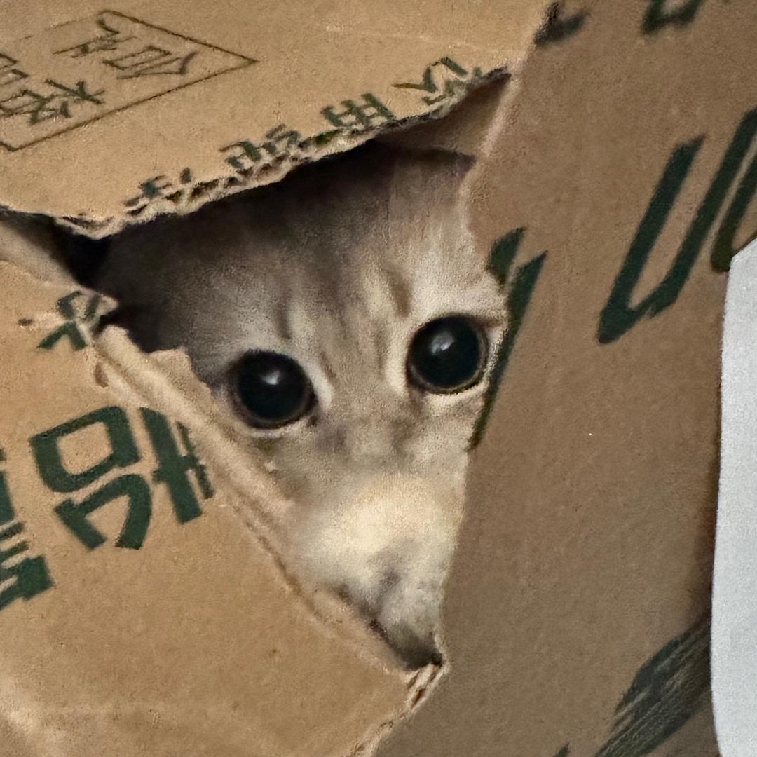 小贴团子
