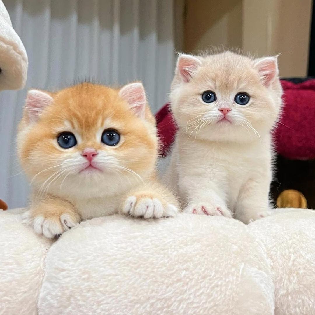 茜茜淘猫