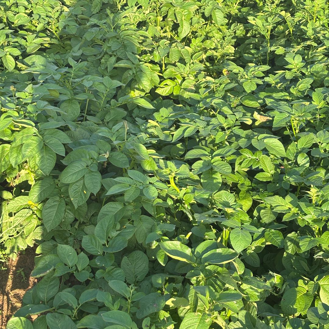 小笼包（失业版）