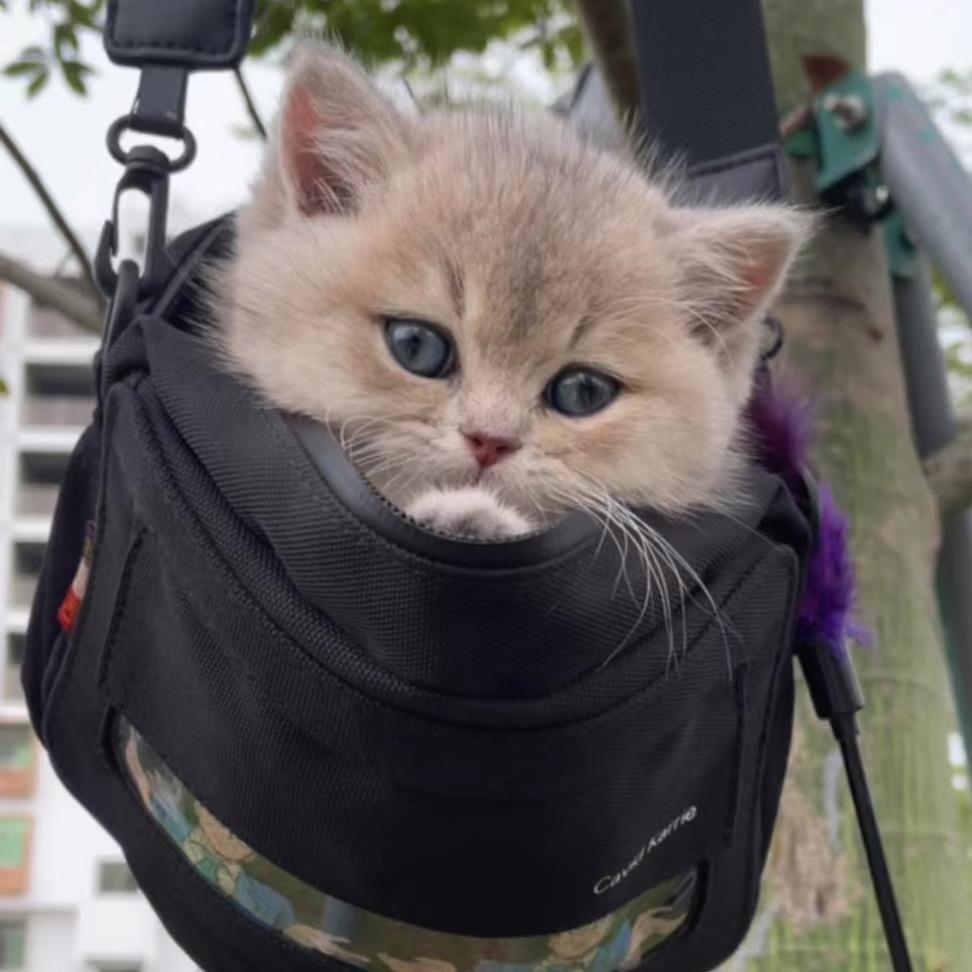 馋猫猫舍（老麦）