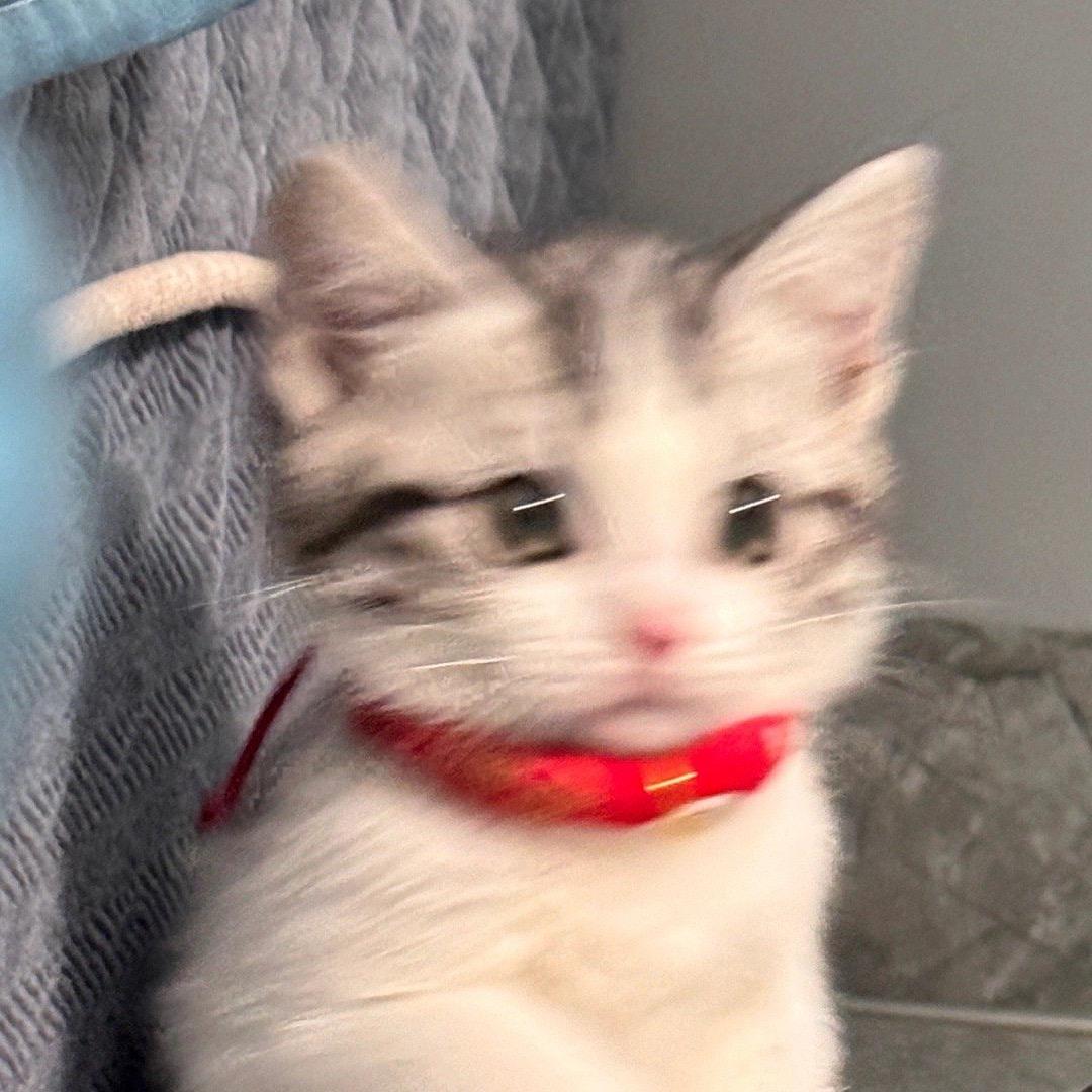 半杯鱼
