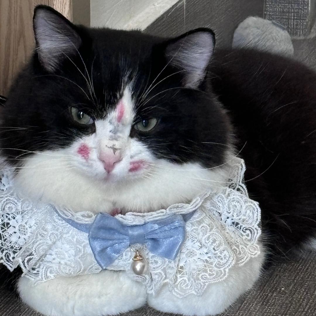 讨厌是只猫