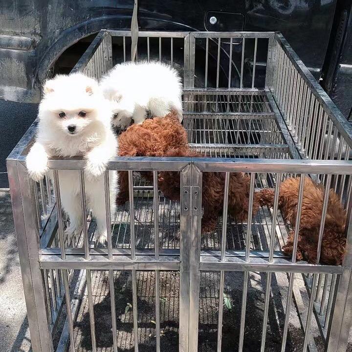 骑马哥养犬人
