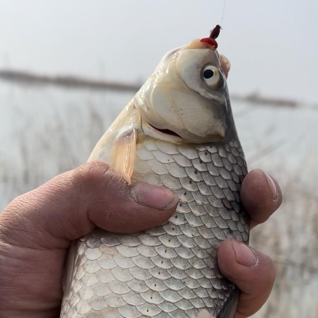 解千愁垂钓知识小课堂