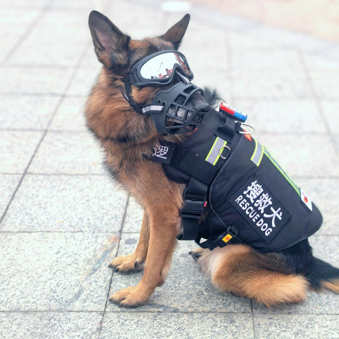 退役警犬巴顿
