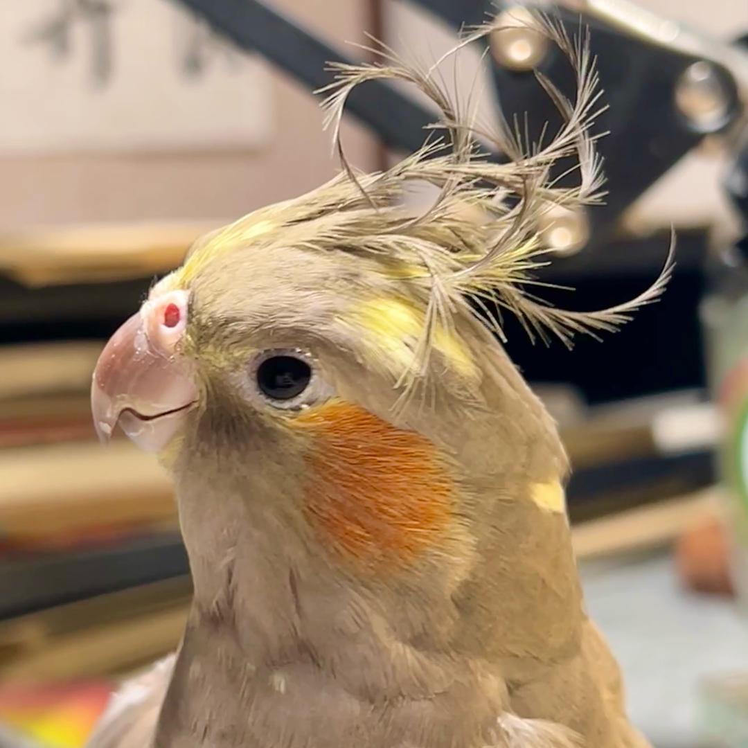 旺财的一家17口