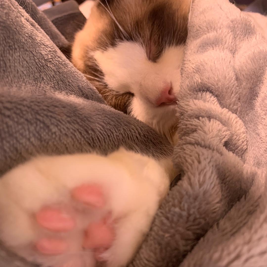 狂野大团子_暖暖