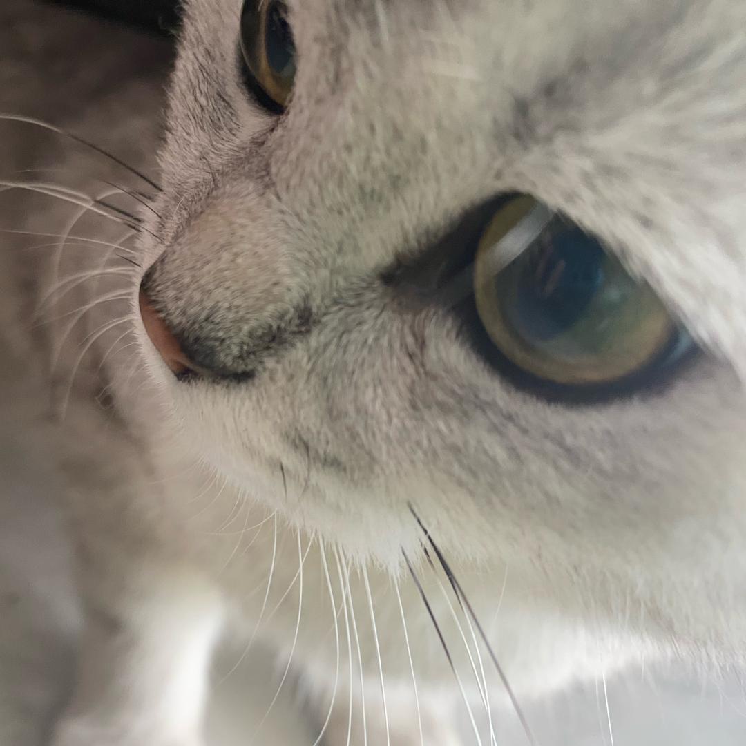 陈冠希