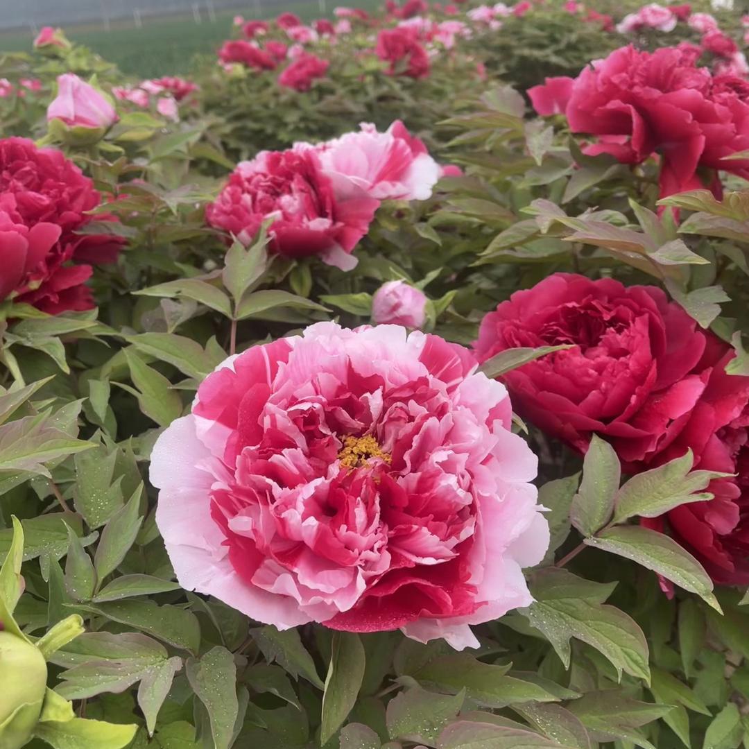 菏泽鸿运牡丹香种植基地