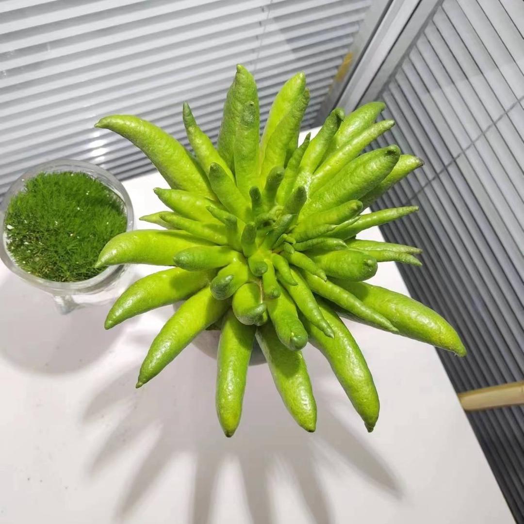 云佛橼