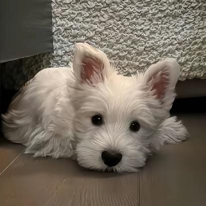 小yy
