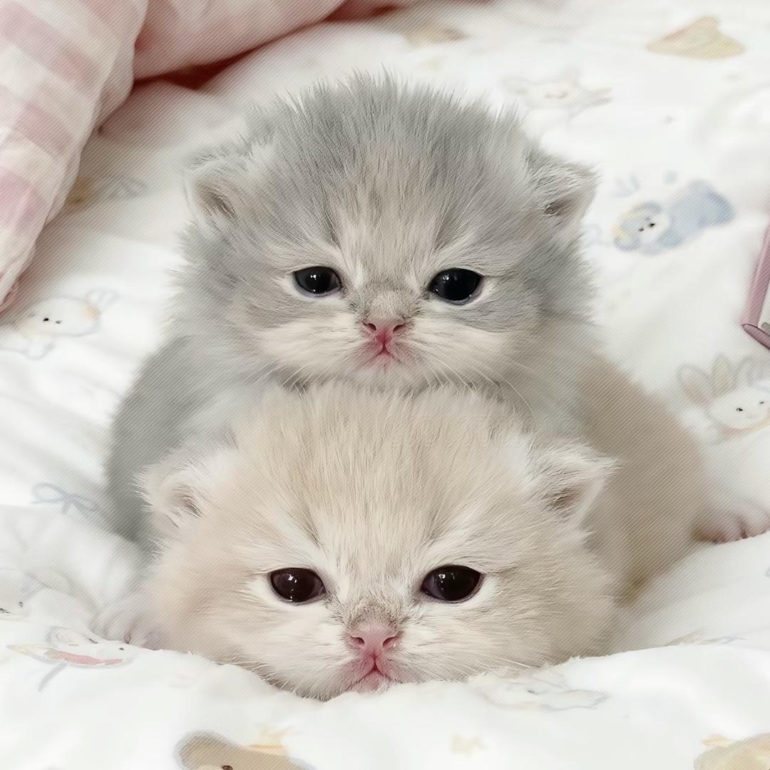 小猫控