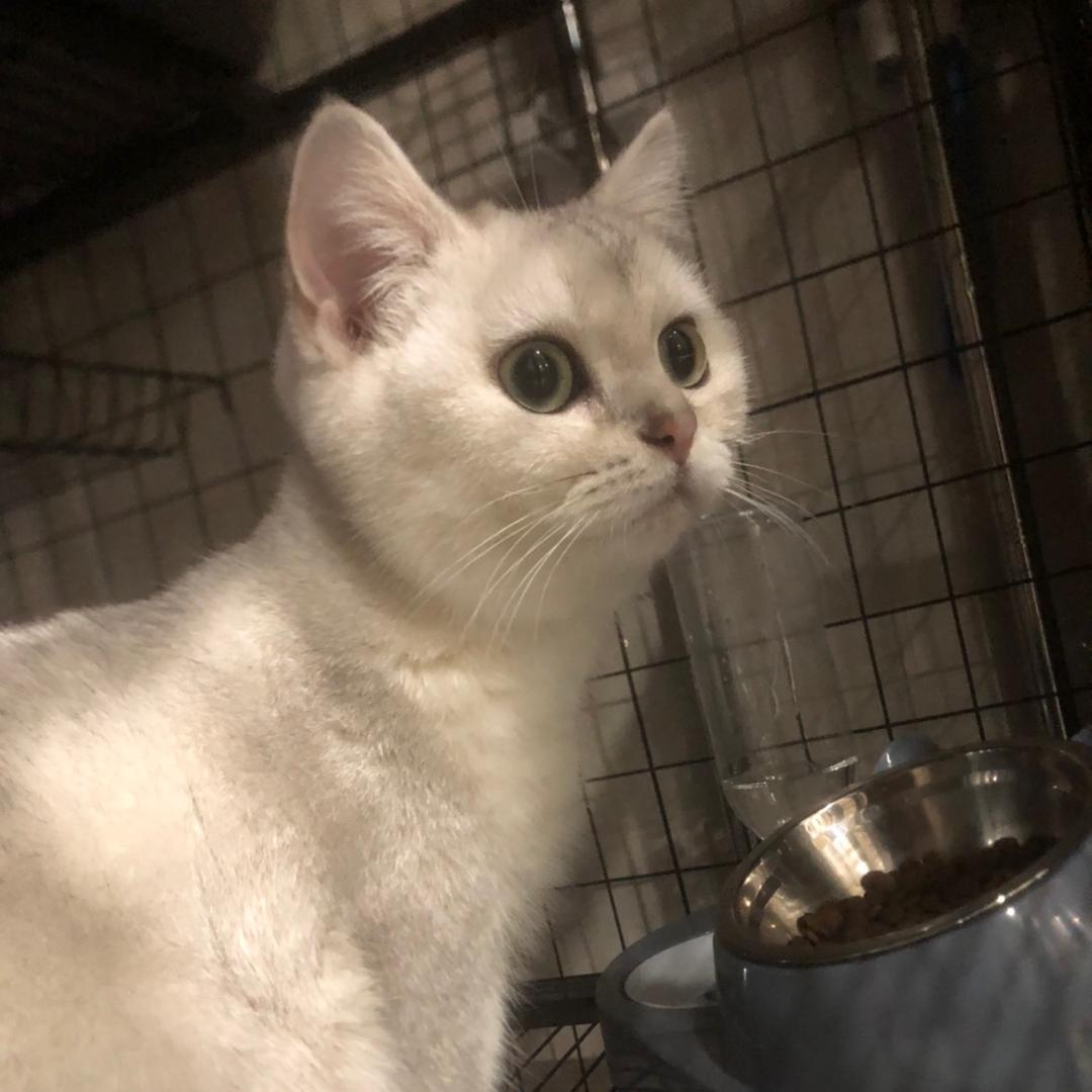 我家的毛毛猫咪🐱