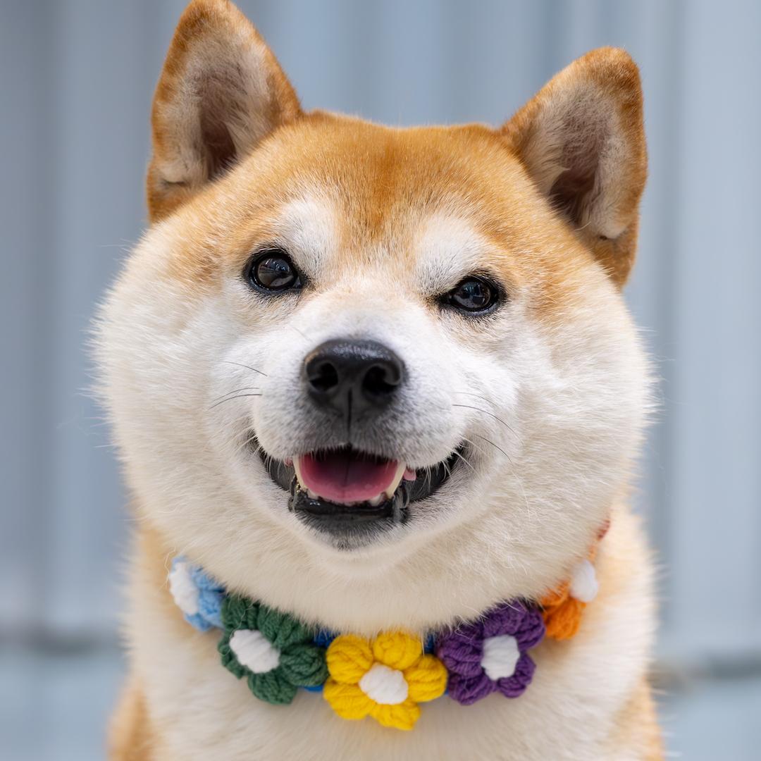 柴犬烧麦