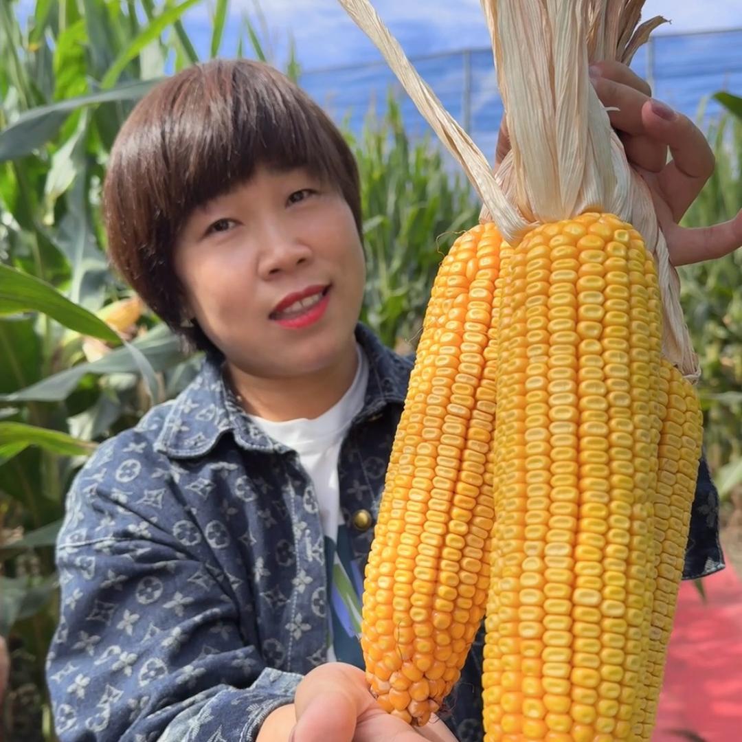 玉米艳子
