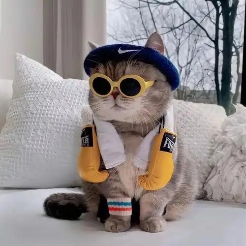 干饭不倒喵🐈