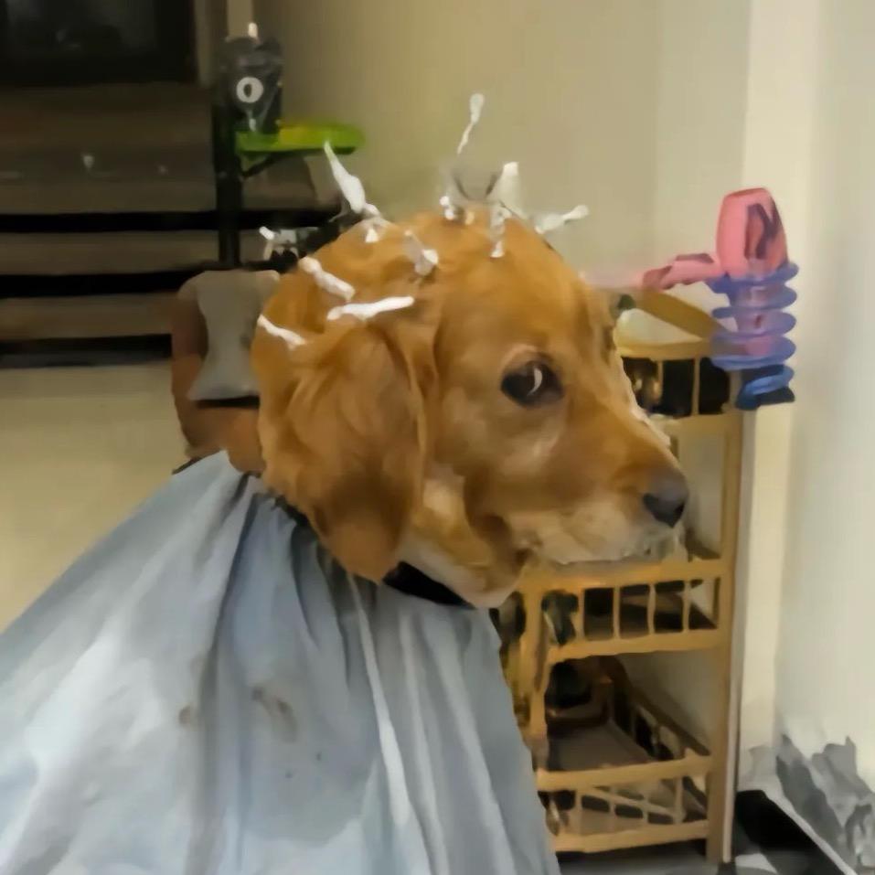 🌈等下班的歌莉娅（世纪莲、清远和跨年版