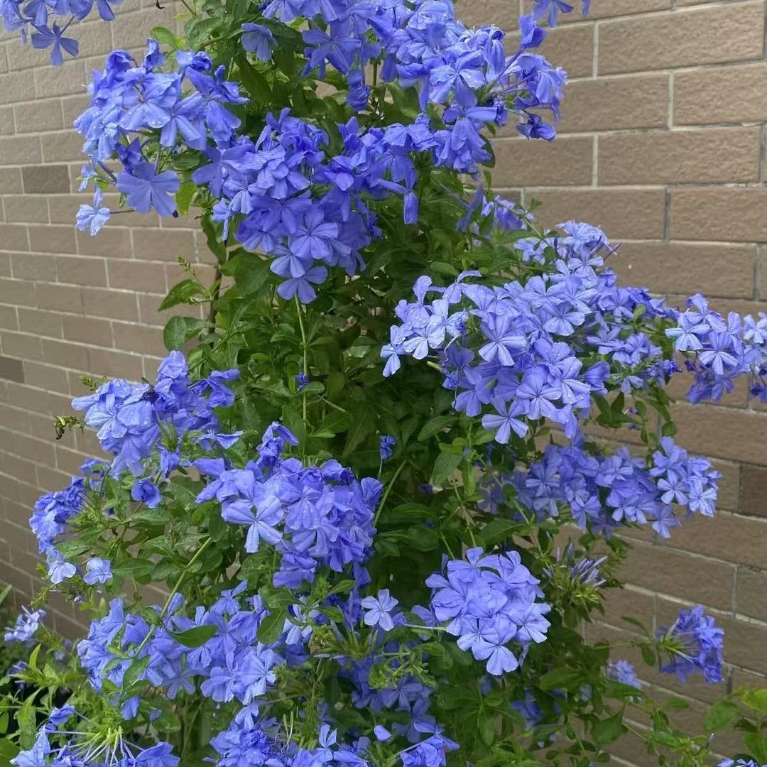 金欣花卉