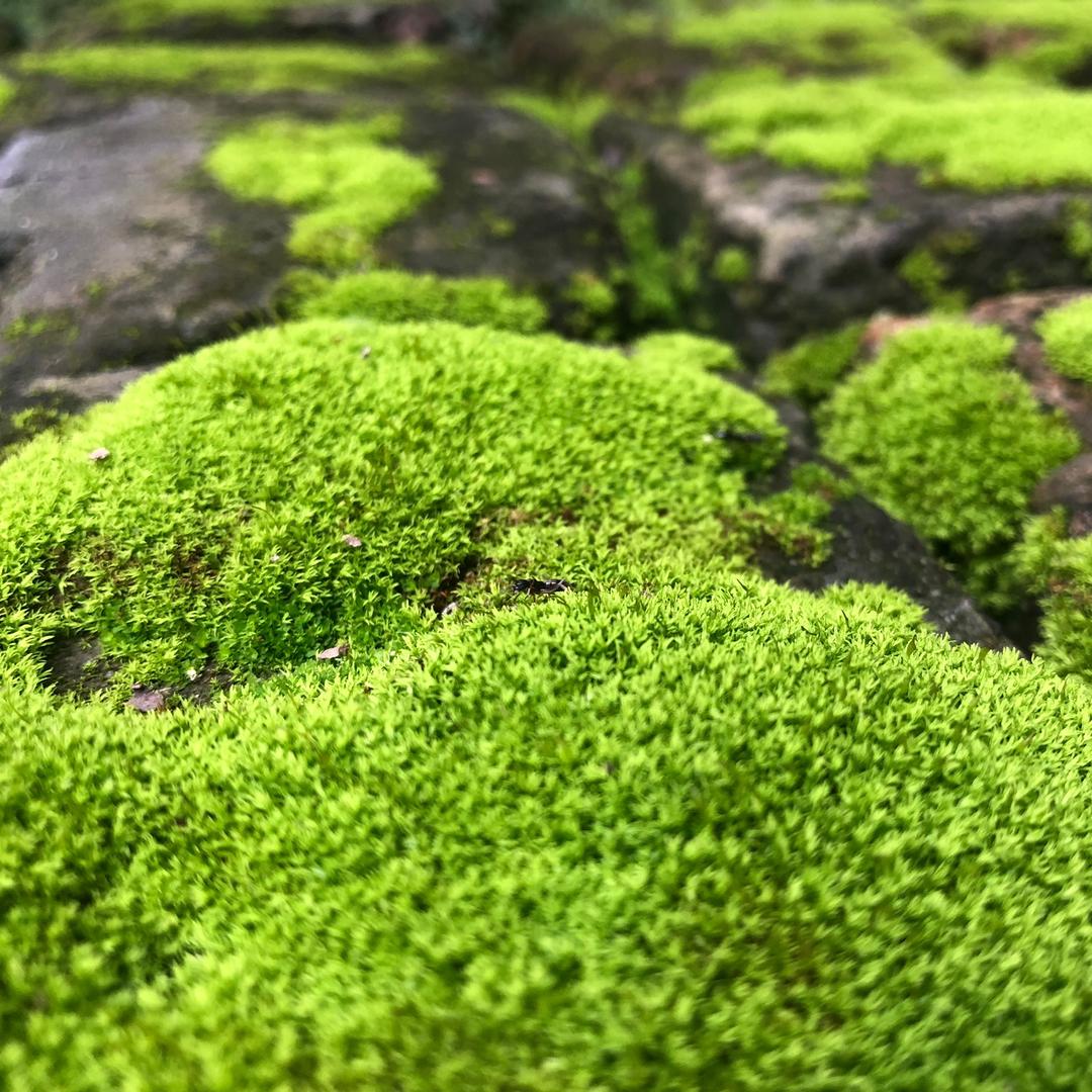 顽童小欲