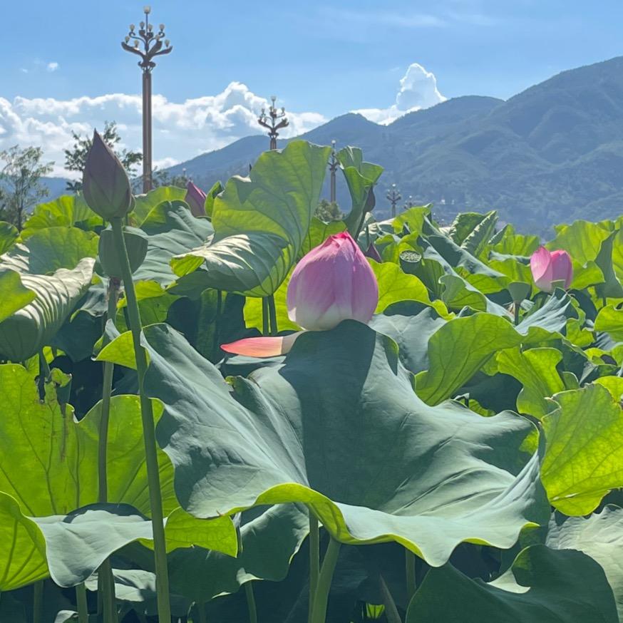 有¹¹¹点点想你