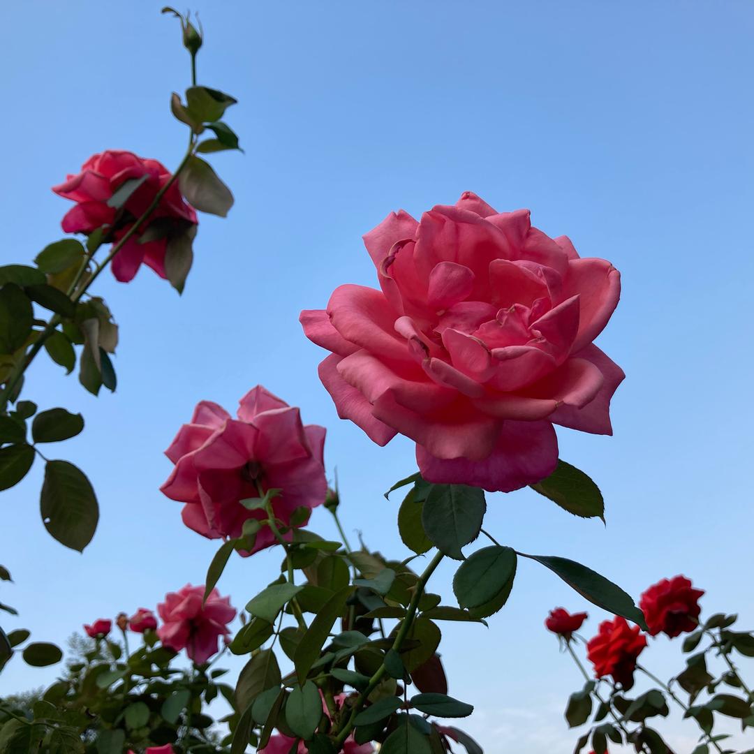清萍夏荷