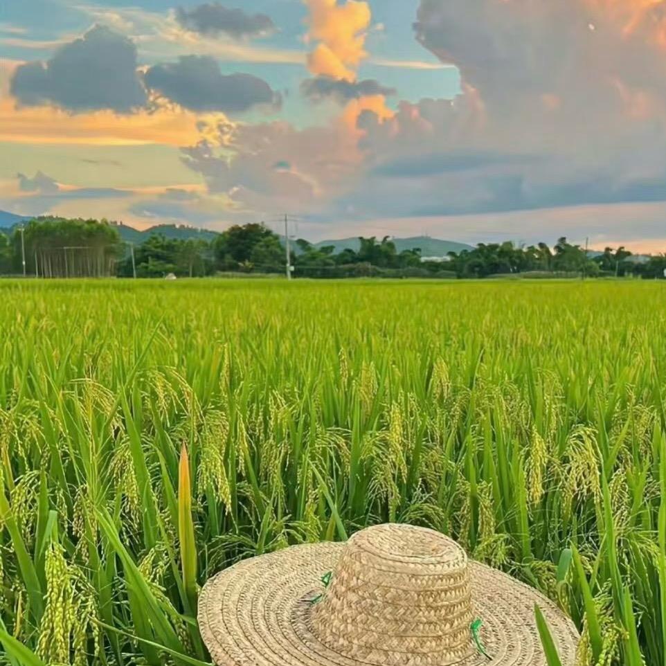 洋甘菊