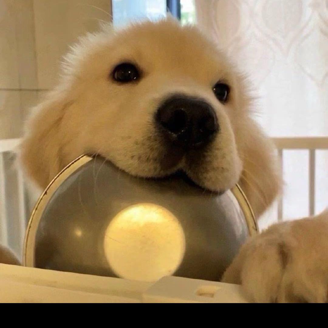 我总是呆呆的