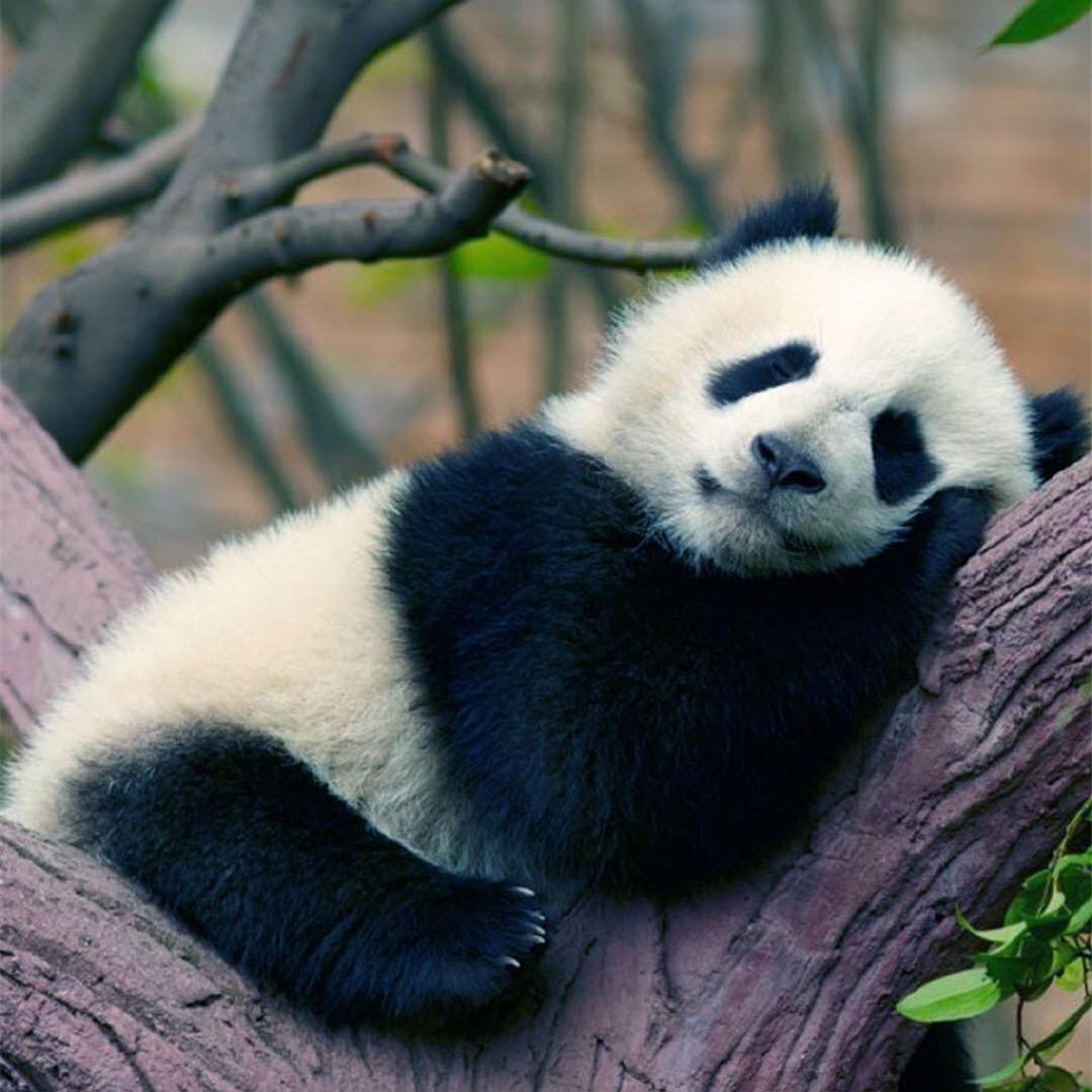 🐼