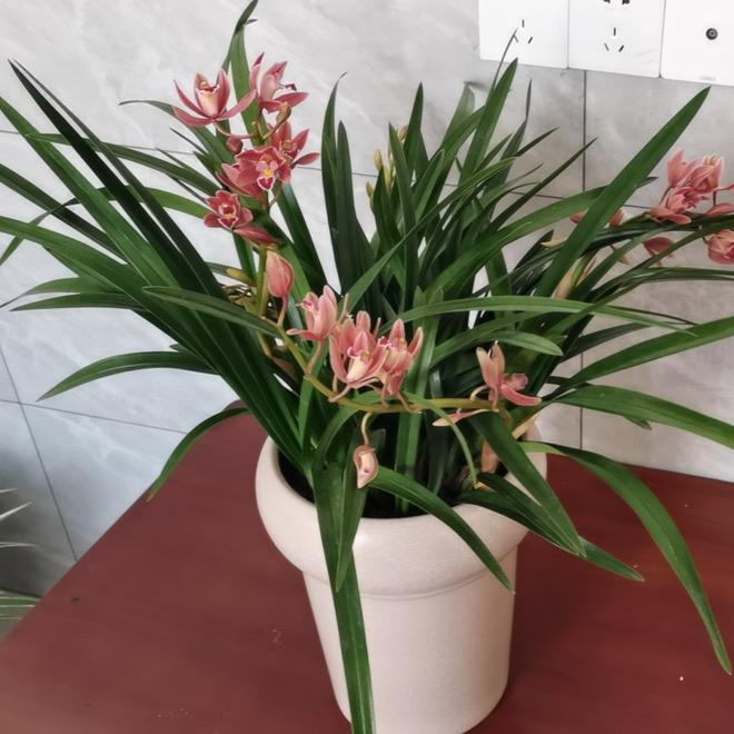 顺其自然🌹（拒绝聊天）