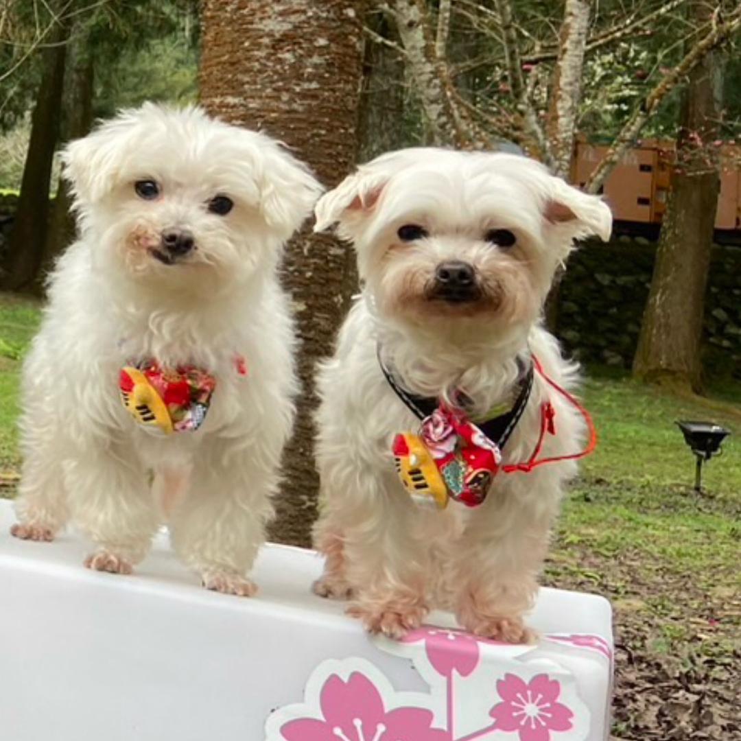 给我王子倒不如王子麵ʳʸᵈˢ