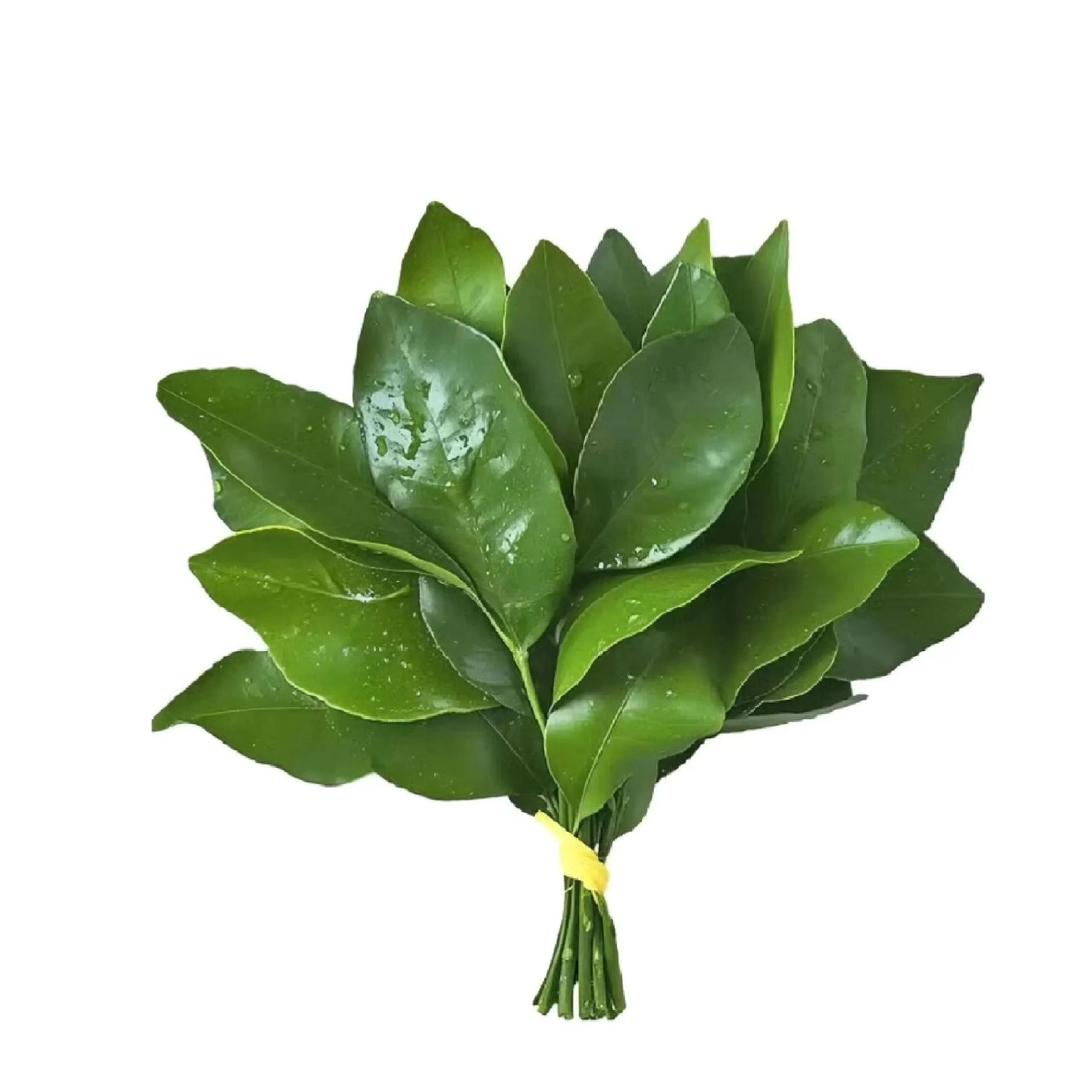 熙熙大王  ᳐