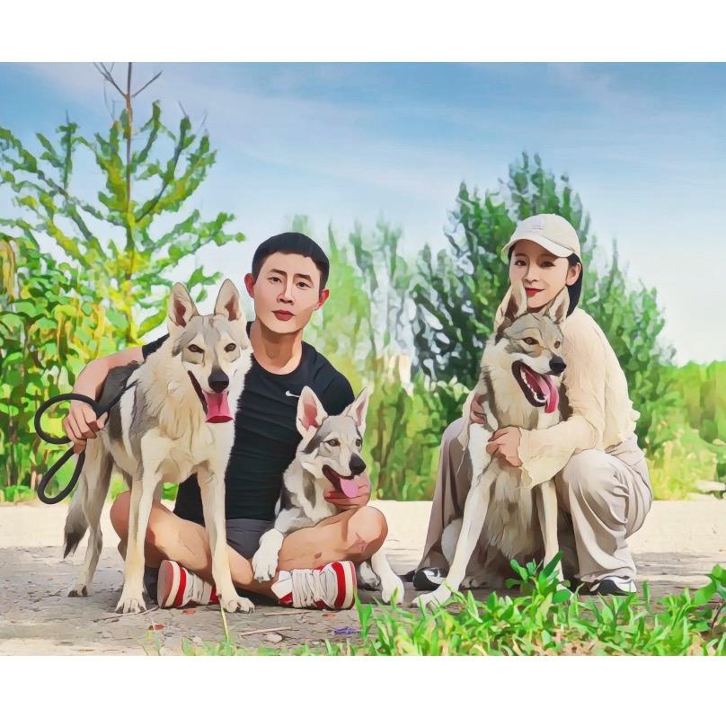 涛的狼犬
