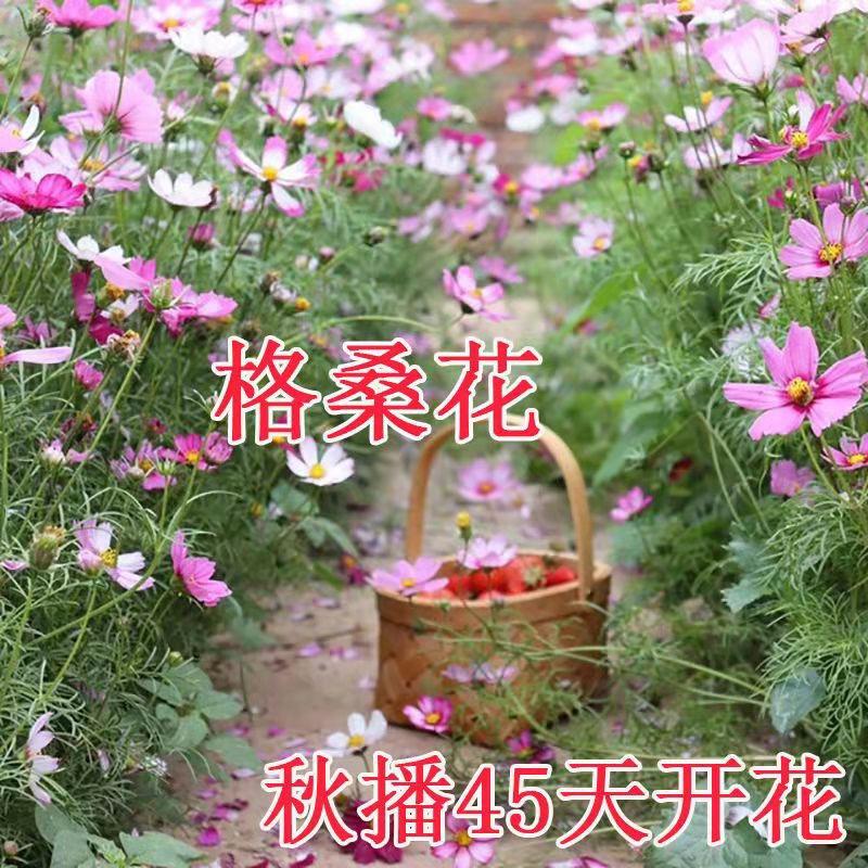 仔墨园艺