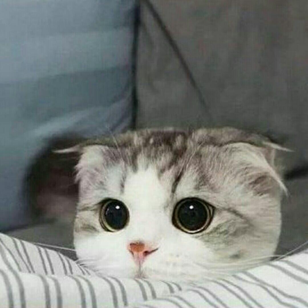 小芋头