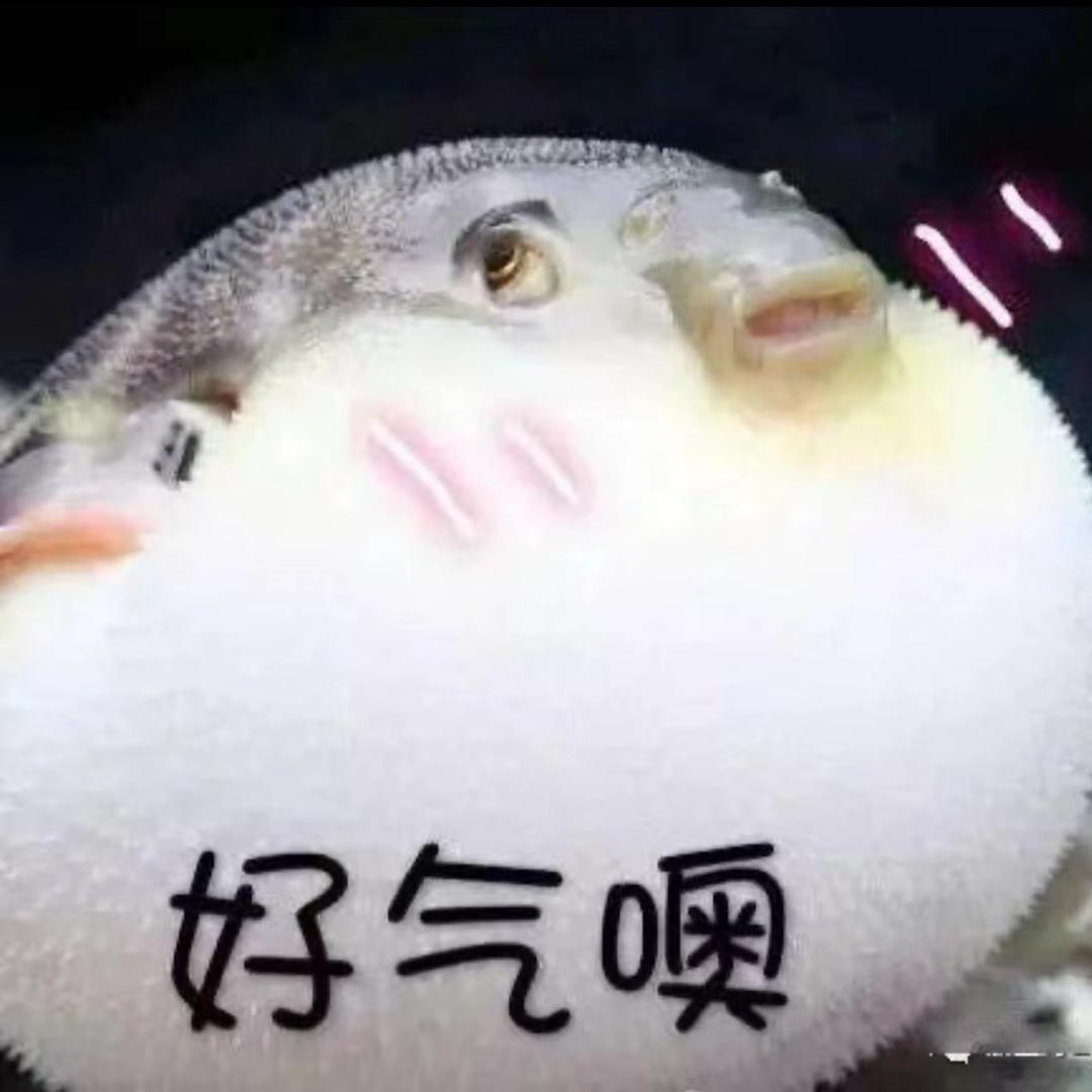 气鼓鼓的河豚