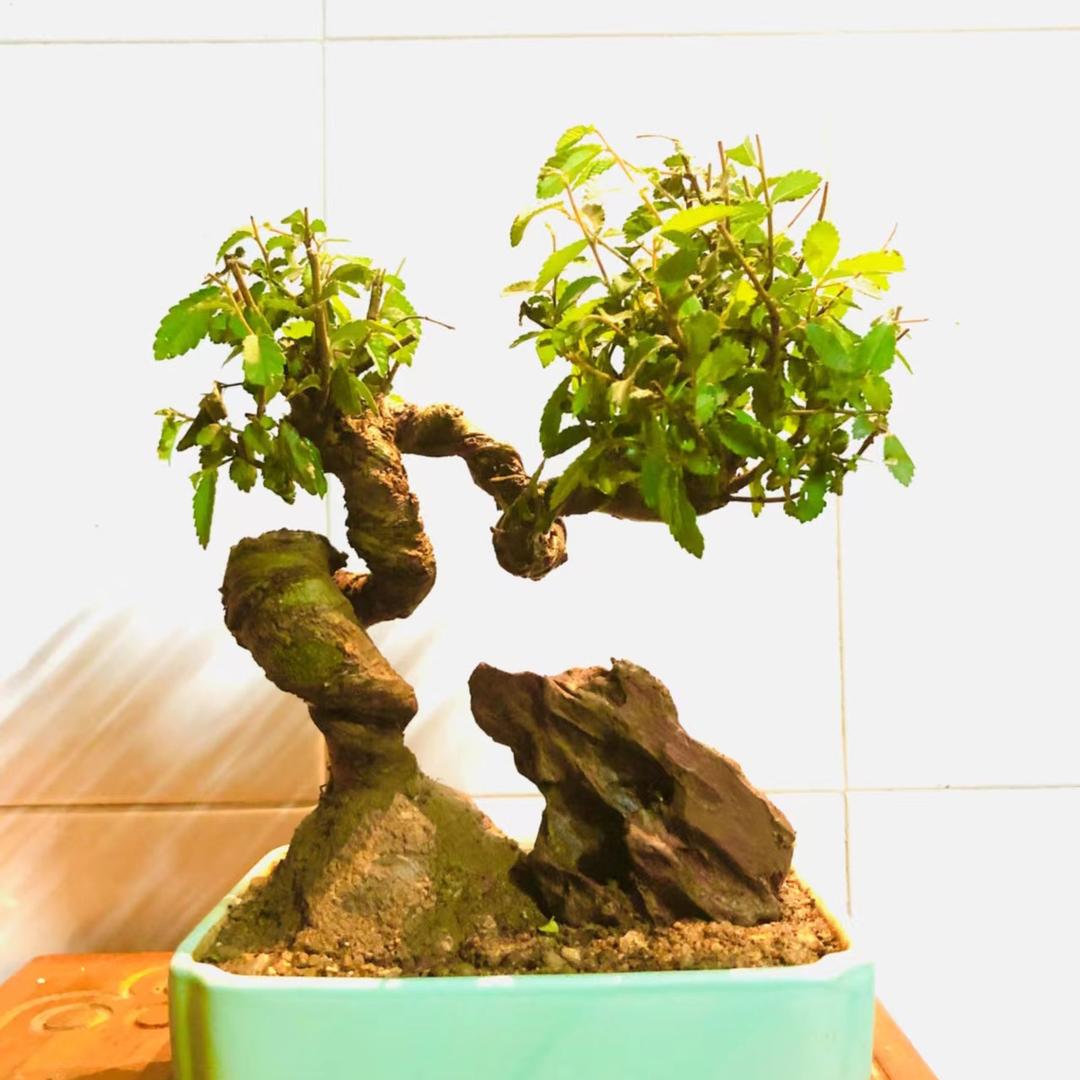 小磊盆景园艺