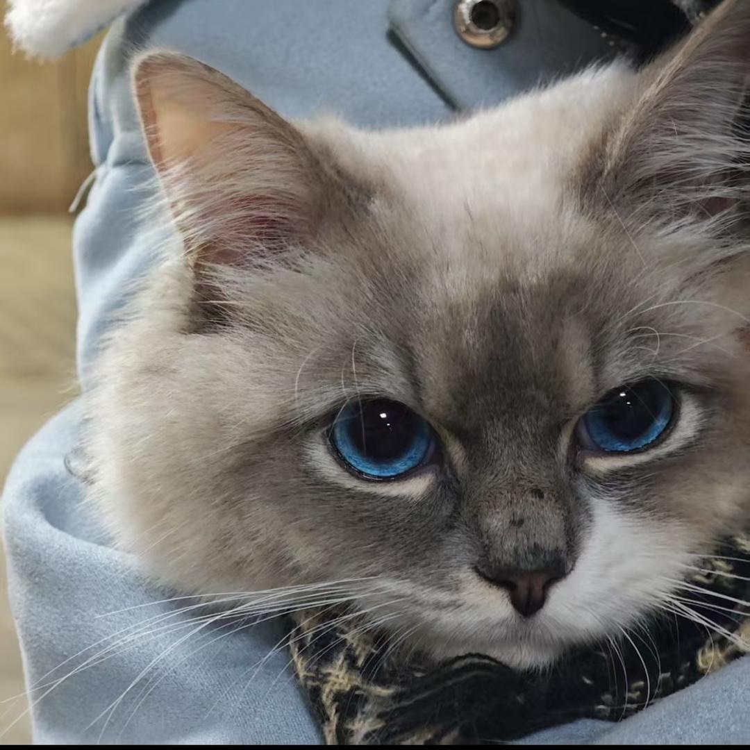 悲伤健达奇趣蛋