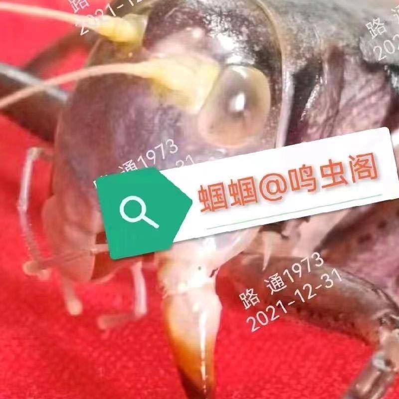 蝈蝈鸣虫阁