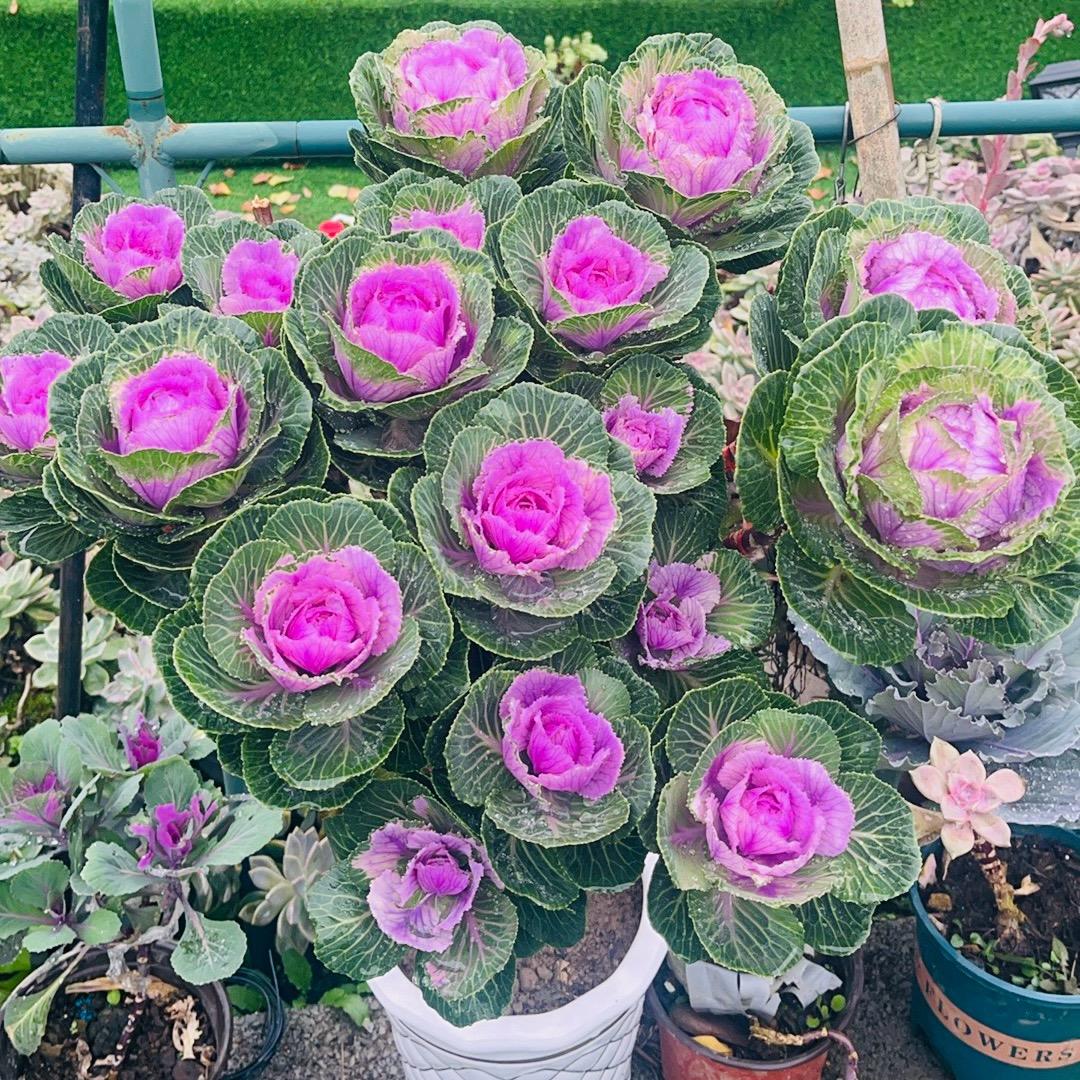 柯柯养花🌹