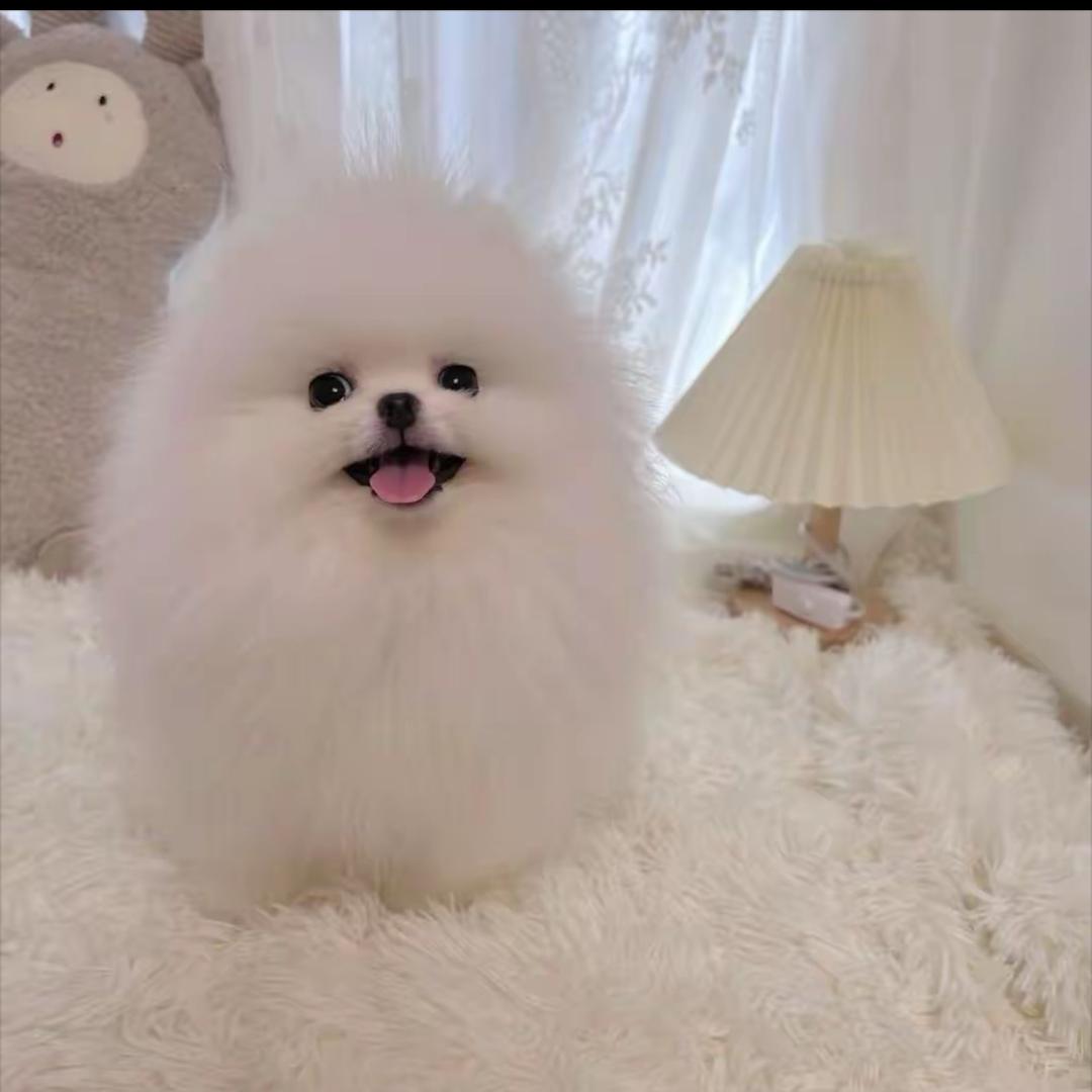 小金子萌宠