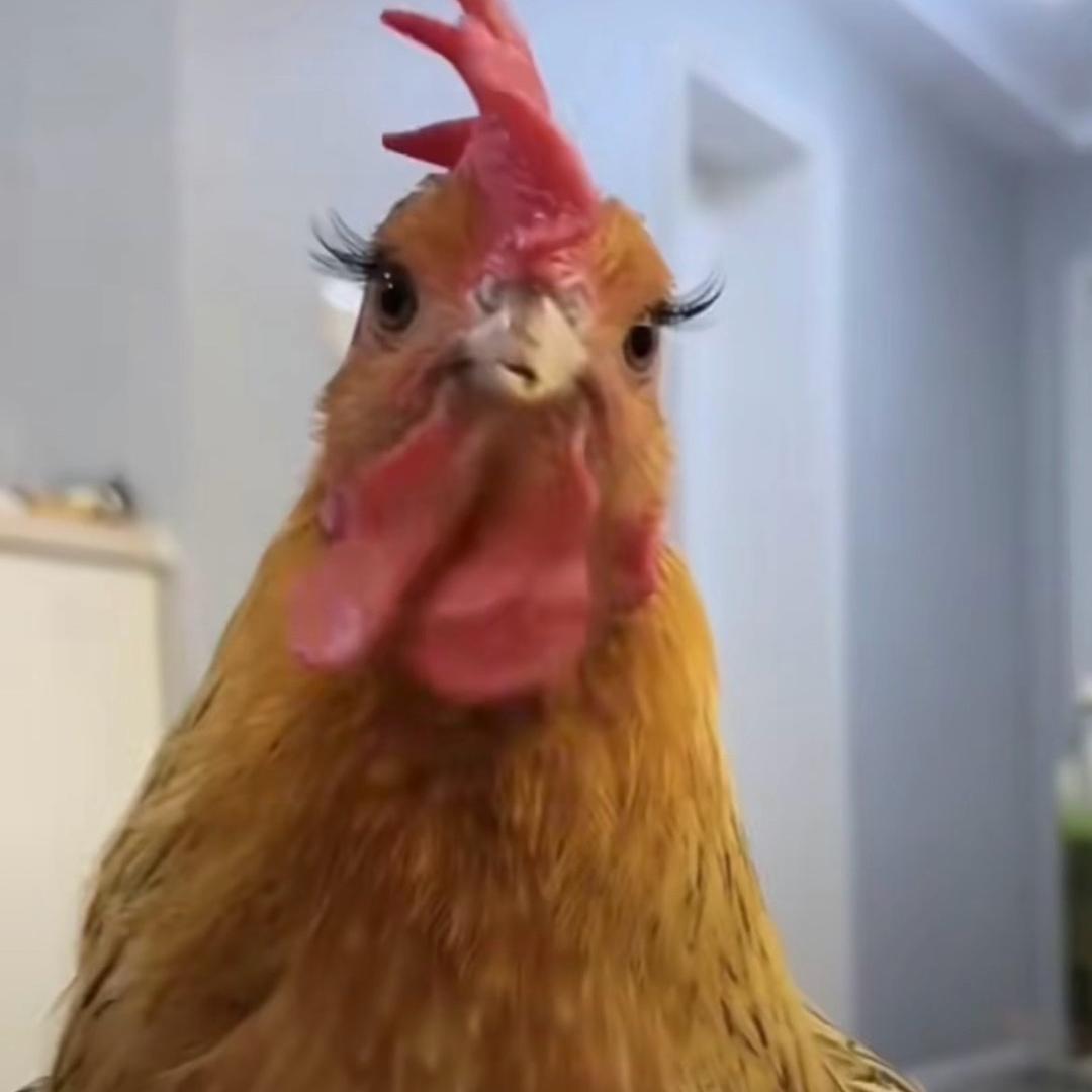ic