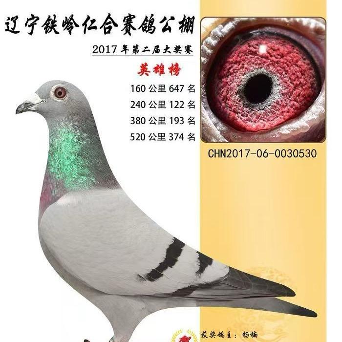 赛鸽之家养殖基地（拍鸽）