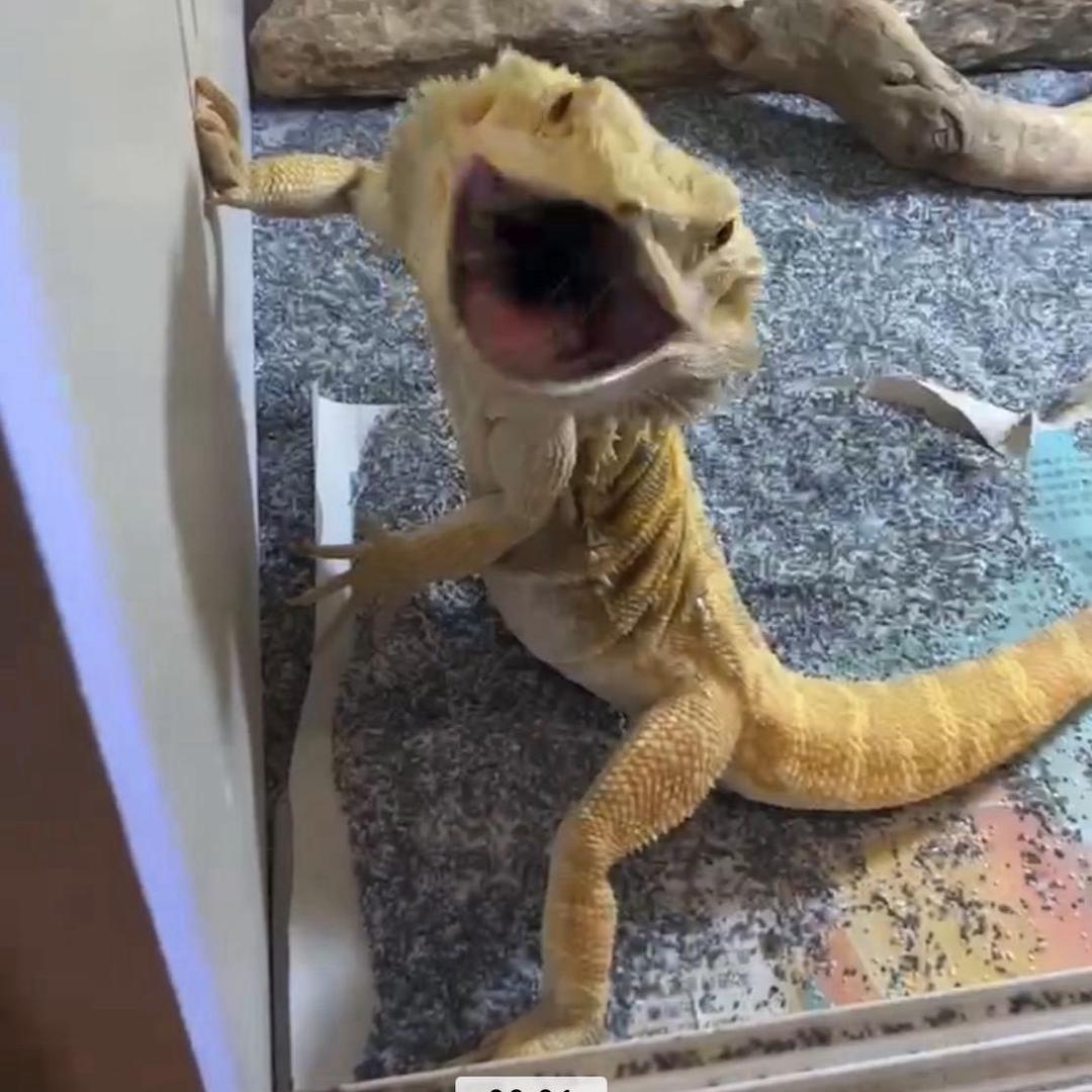 腿毛