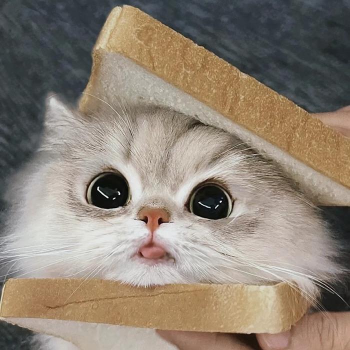 猫腻🐱（海岛女后羿）