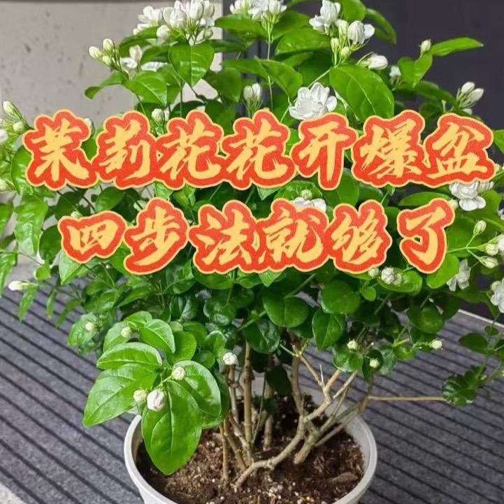 茉莉花盆栽茉莉花茶（横县茉莉花茶）