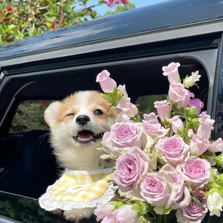 爱吹泡泡的比巴卜