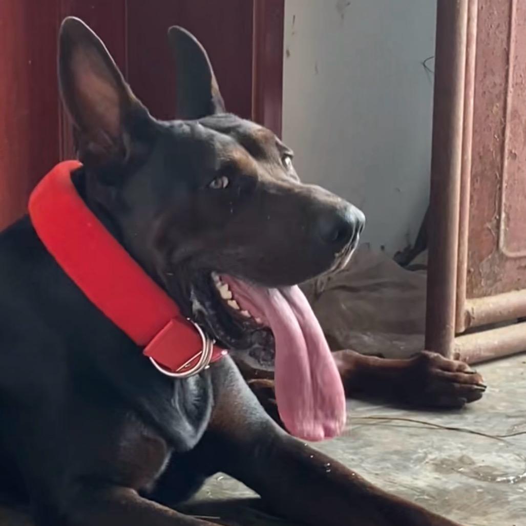 莱州红 （黑豹）